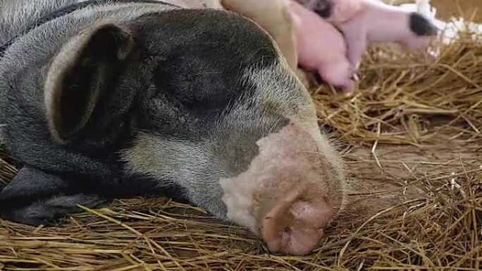 母猪躺在稻草里与哺乳的新生仔猪