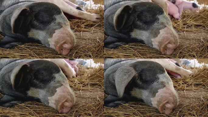 母猪躺在稻草里与哺乳的新生仔猪