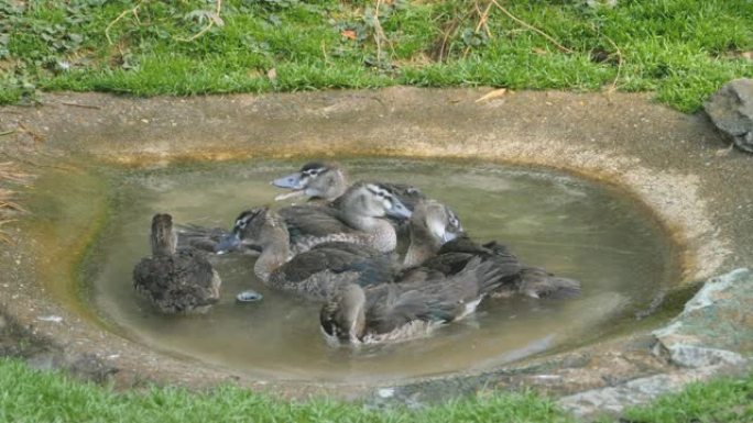 一只鸭子冠充满了水浴