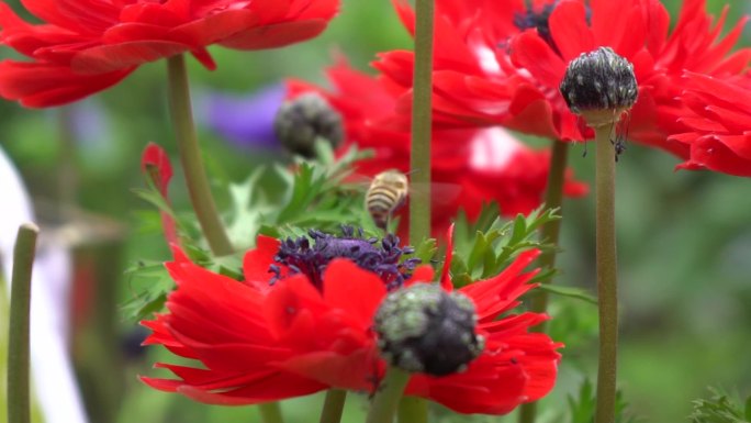 蜜蜂在花丛中采蜜1