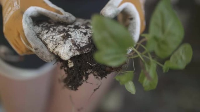 适者生存植物生物分解不可降解物生态环境