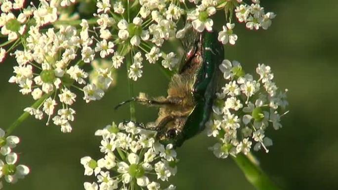 美丽的臭虫甲虫金龟子chafer Cetonia aurata