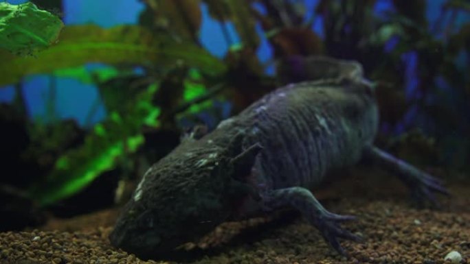 钝口螈，墨西哥蝾螈 (Ambystoma Mexicanum) 或墨西哥步行鱼，水族馆中的成年阶段，