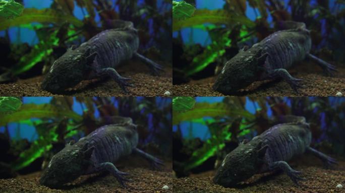 钝口螈，墨西哥蝾螈 (Ambystoma Mexicanum) 或墨西哥步行鱼，水族馆中的成年阶段，