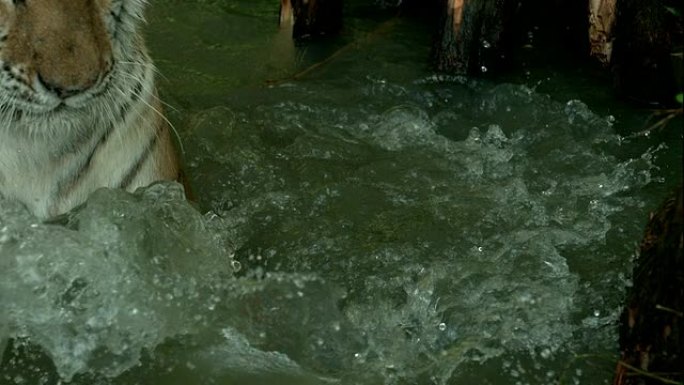 孟加拉虎在水中慢动作玩耍