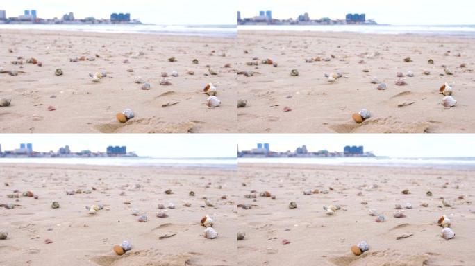 有拉帕贝壳和海螺贝壳的沙滩。