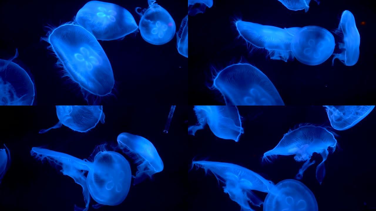 在水族馆游泳的荧光蓝色水母群