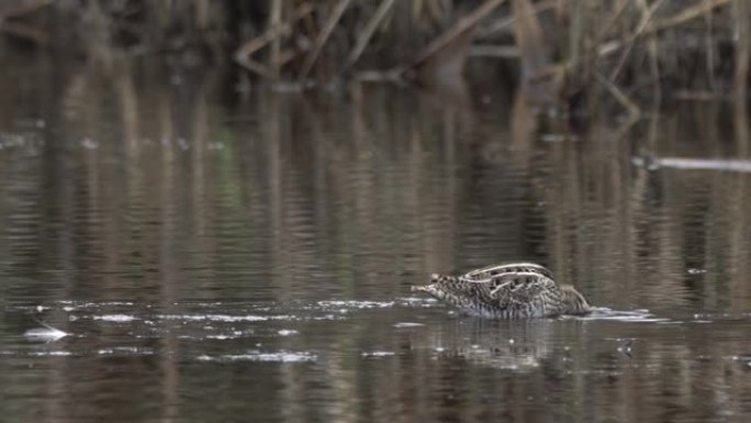 普通鹬 (Gallinago gallinago)