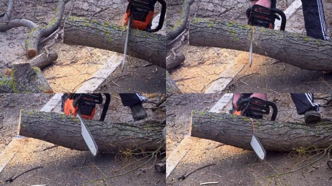 工人正在用电锯锯一棵树的大树枝
