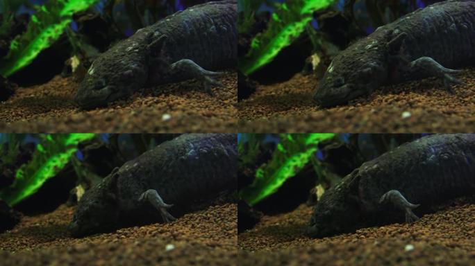 钝口螈，墨西哥蝾螈 (Ambystoma Mexicanum) 或墨西哥步行鱼，水族馆中的成年阶段，