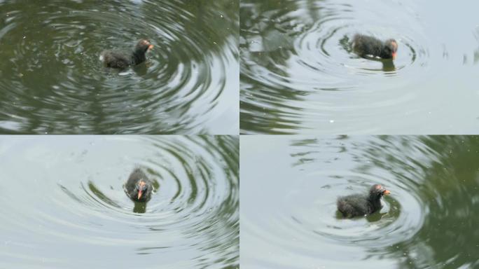 池塘里的小鸭