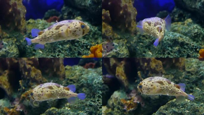 美丽的鱼在水族馆装饰水生植物的背景。鱼缸里的五颜六色的鱼。