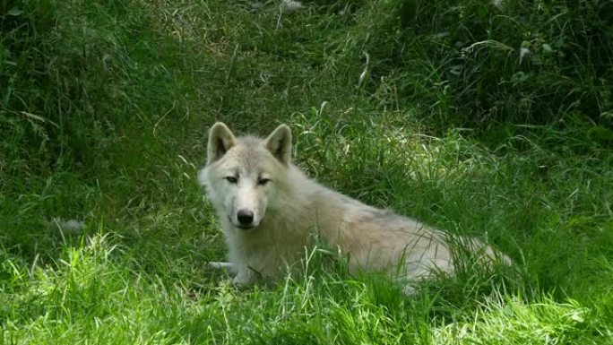 北极狼，犬狼疮隧道，母亲躺在草地上，实时4K