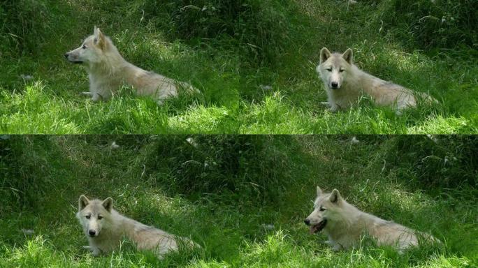 北极狼，犬狼疮隧道，母亲躺在草地上，实时4K