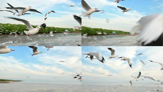 非常靠近相机飞行的海鸥的慢动作