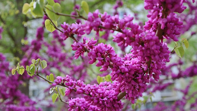 一组紫荆花榆叶梅线秀菊丁香花的慢动作视频