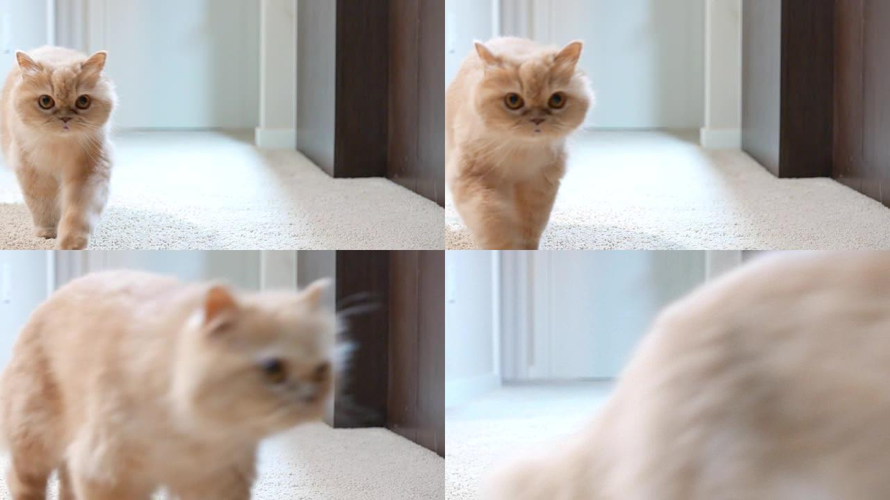 猫在镜头前行走的慢动作