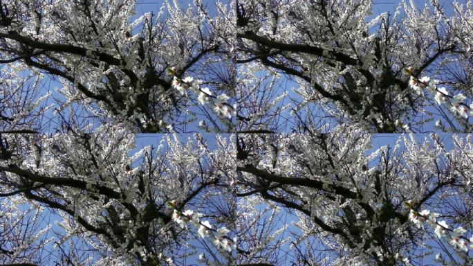 花朵盛开的樱桃 (Prunus avium)，乌克兰，东欧