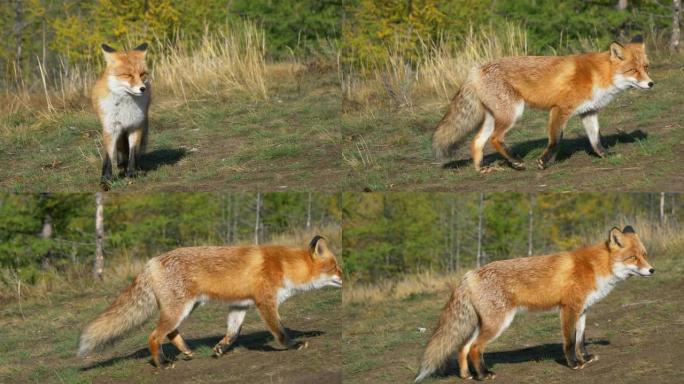 俄罗斯伊尔库茨克奥尔洪岛可爱的可爱的野生动物狐狸