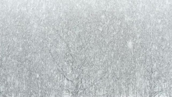 森林中的橡树林上的强降雪