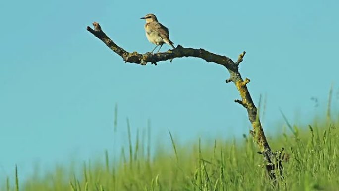 稀有的外来鸟类Isabelline Wheatear栖息在灌木树枝上。