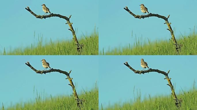 稀有的外来鸟类Isabelline Wheatear栖息在灌木树枝上。