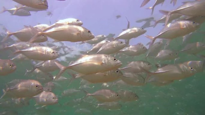 漂浮在水面下的大型鱼类大眼trevally (Caranx sexfasciatus) (仰视)，印