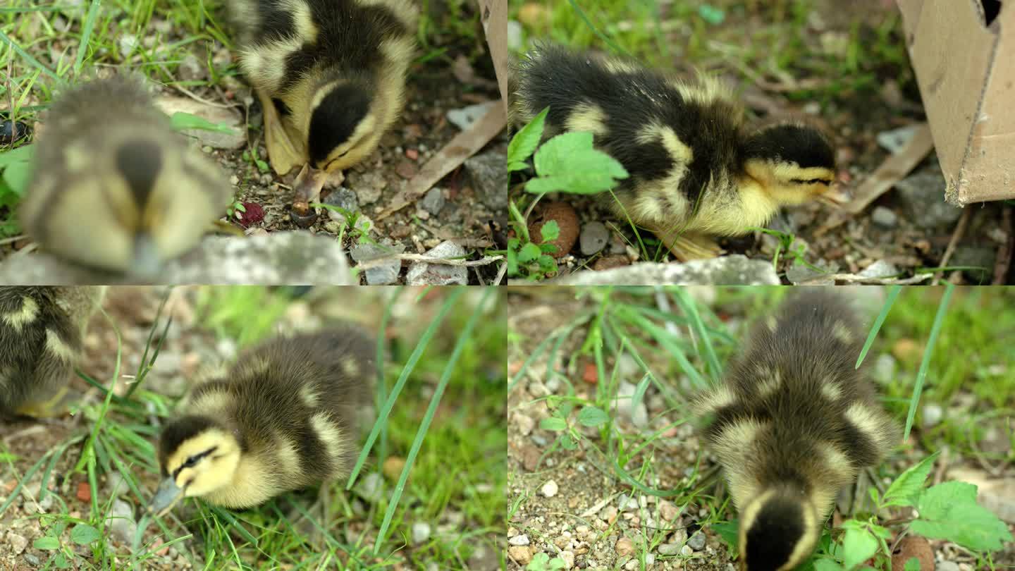 小鸭子在草地上啄食