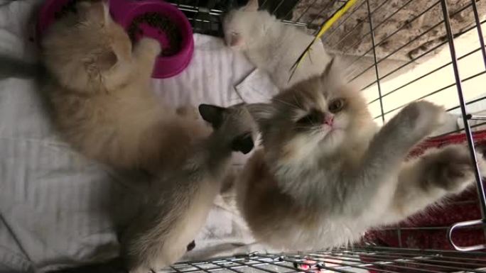 三只小猫在笼子里玩耍