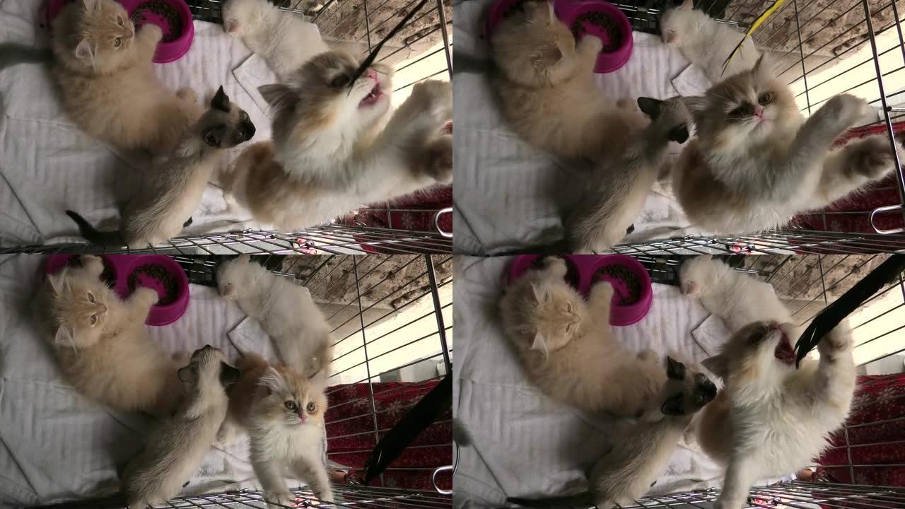 三只小猫在笼子里玩耍