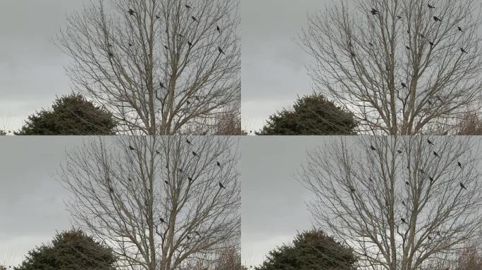 在暴风雨中，鸟儿在光秃秃的树上