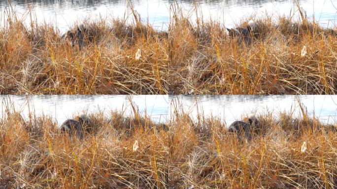西西伯利亚莱卡在干草中狩猎