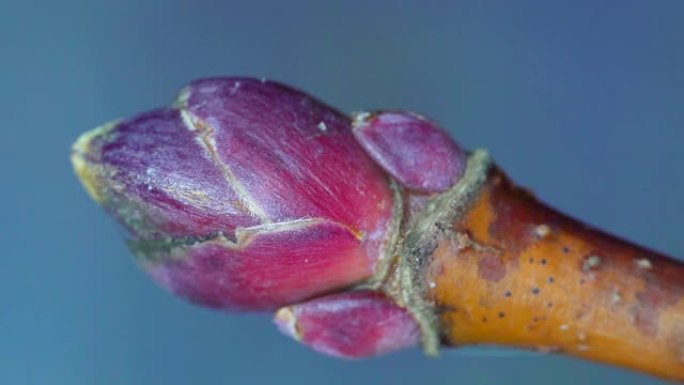微距拍摄的枫树花的芽