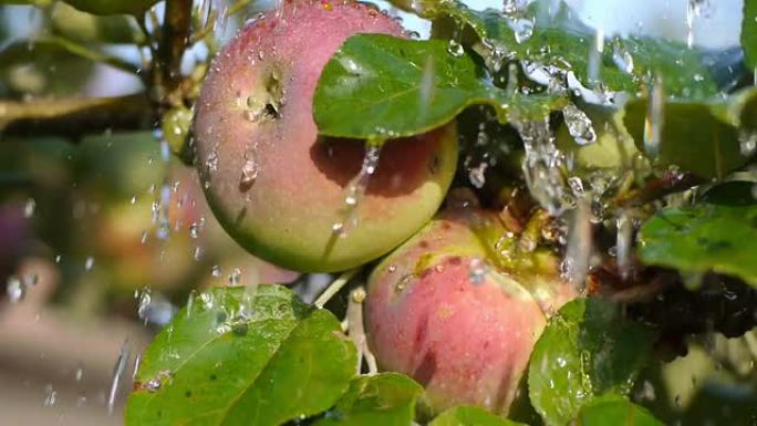 下雨天新鲜的红苹果