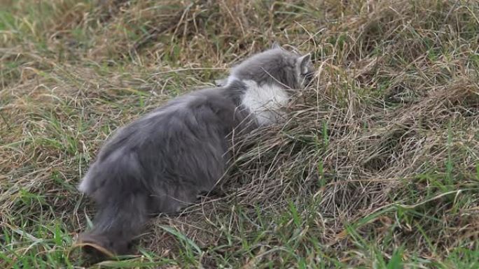 猫在去年的草地上抓老鼠