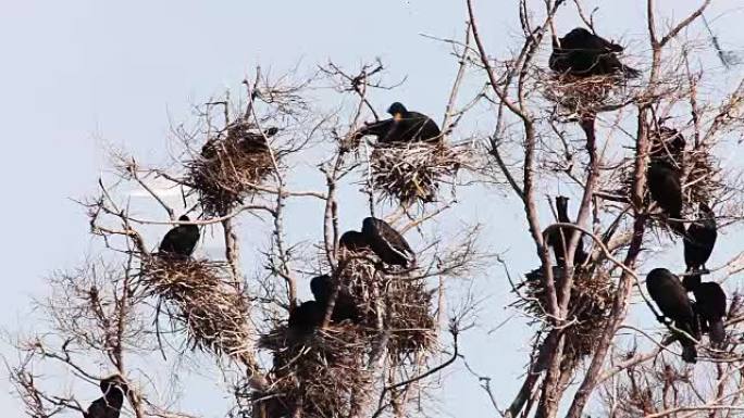 双冠鸬鹚，凤头Phalacrocorax auritus筑巢