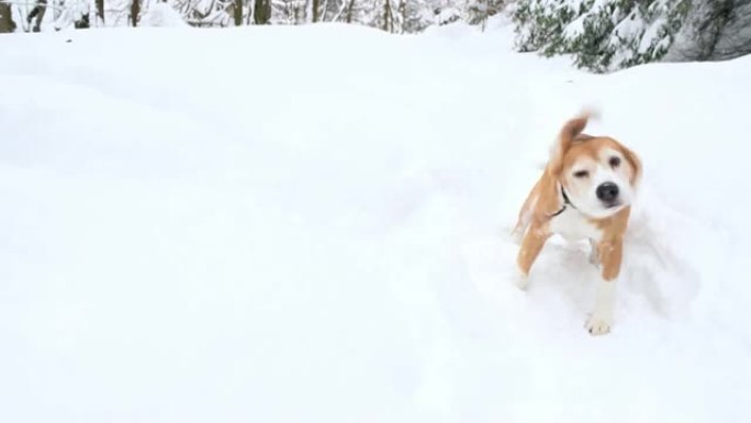 小猎犬在冬季森林中甩掉积雪的慢动作镜头。成年犬比格犬摇晃身体摆脱积雪。冬季概念镜头。