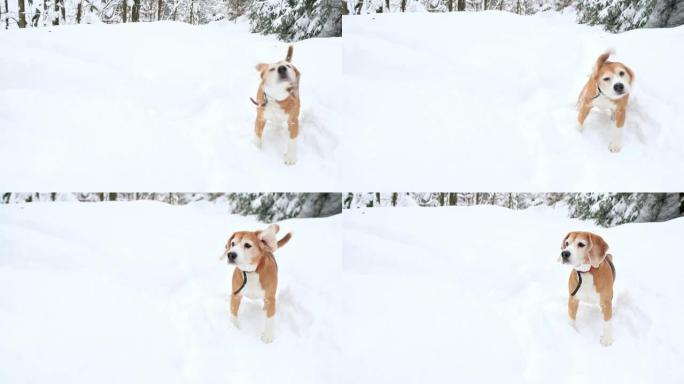 小猎犬在冬季森林中甩掉积雪的慢动作镜头。成年犬比格犬摇晃身体摆脱积雪。冬季概念镜头。