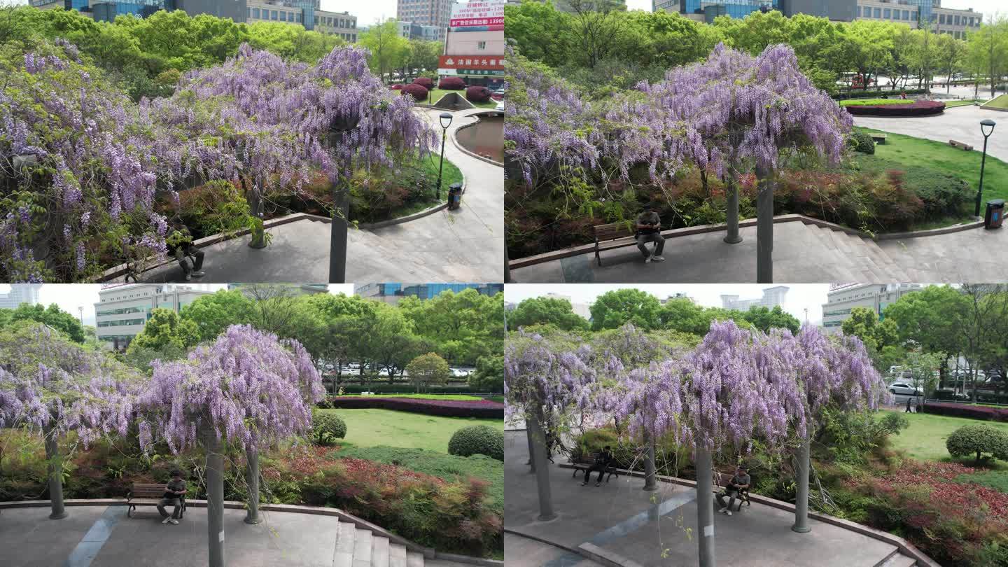春风中的紫藤花DJI_0963