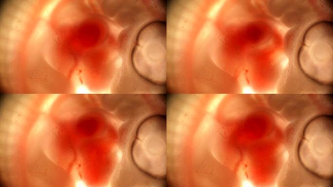 心跳和血液流经鸡蛋中的鸡胚中的血管