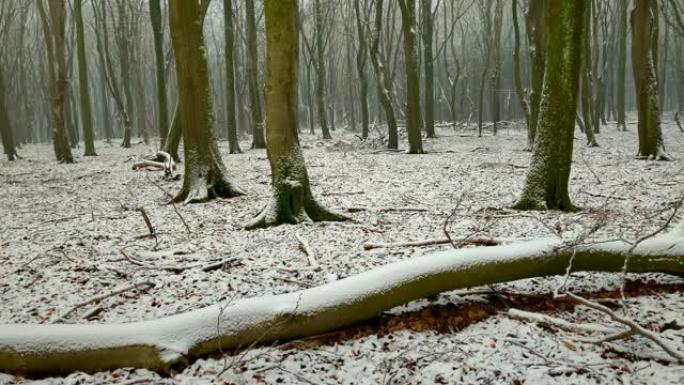 在寒冷的冬日里，山毛榉树森林中的冬季景色，在薄雾多雪的森林中，形状引人注目