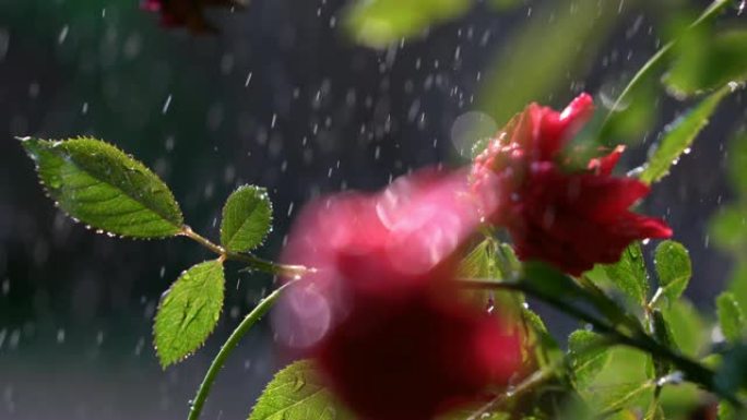 玫瑰花、绿叶和落水下雨清新、自然和水疗概念背景