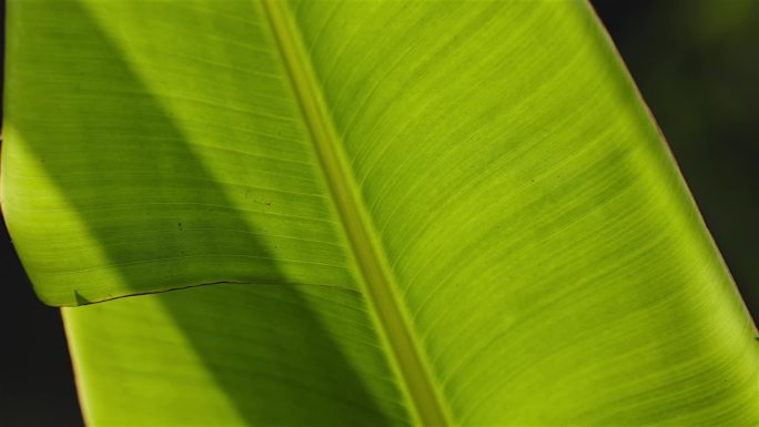 热带植物旅人蕉天堂鸟叶子特写