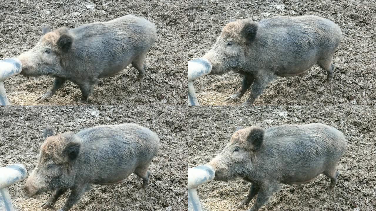 野猪从饲料管中获取食物