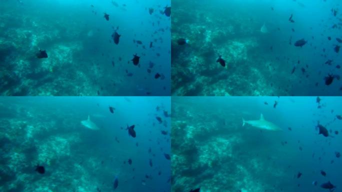 灰礁鲨 (Carcharhinus amblyrhynchos) 在印度洋，马尔代夫的一群红齿金鱼鱼