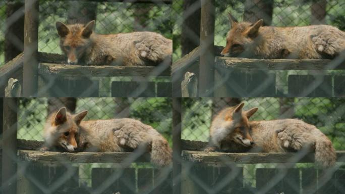 狐狸躺在外壳的平台上