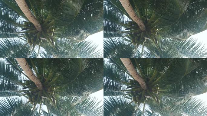 椰子树有许多大椰子