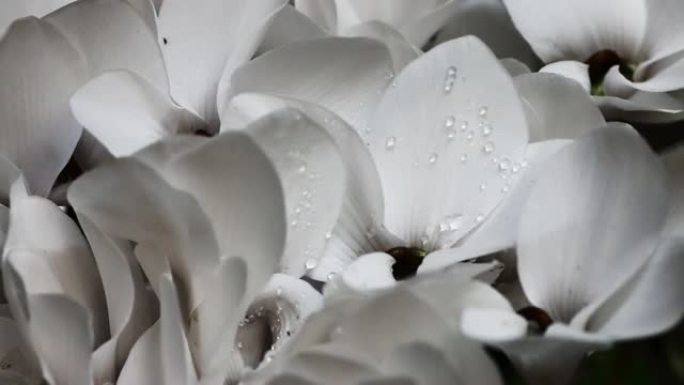 雨落在花上。湿白色仙客来-美容