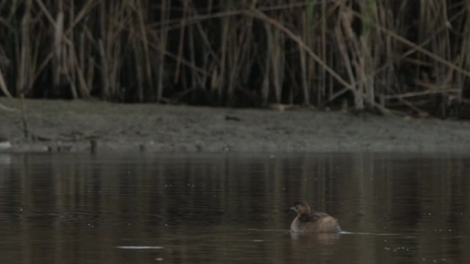 小格里伯 (Tachybaptus ruficollis)