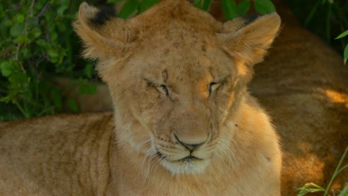 非洲肯尼亚马赛马拉国家保护区的马赛狮子骄傲